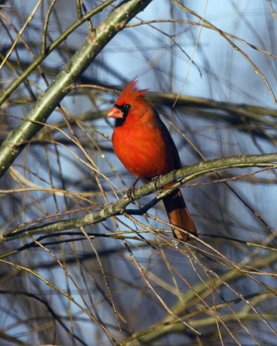 Male Cardinal in Willow