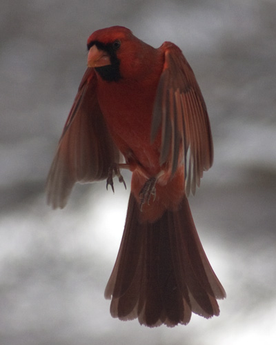 Male Cardinal hovering