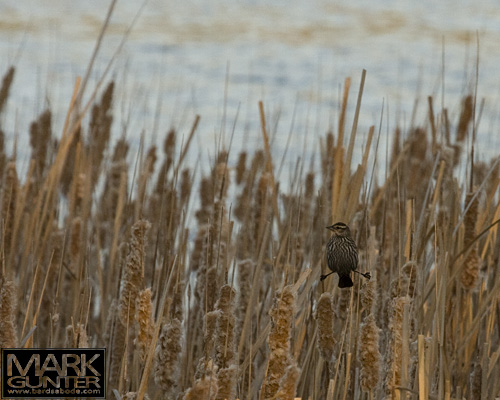 Perched In the Cattails