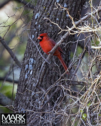 Stinchcomb Cardinal